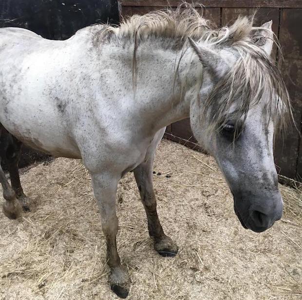 Aan het water Blokkeren doel Oostzaanse paardenredder gezocht - De Orkaan