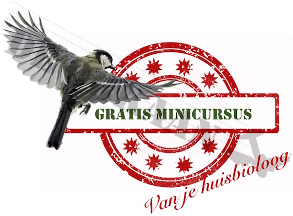 gratis vogelcursus david sluis