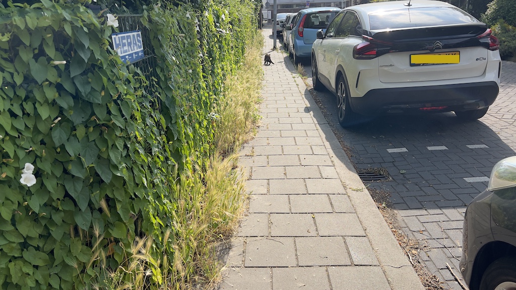 Groen-hek-Boschjesstr-Koog-13-juli-25-M.-Kors-C