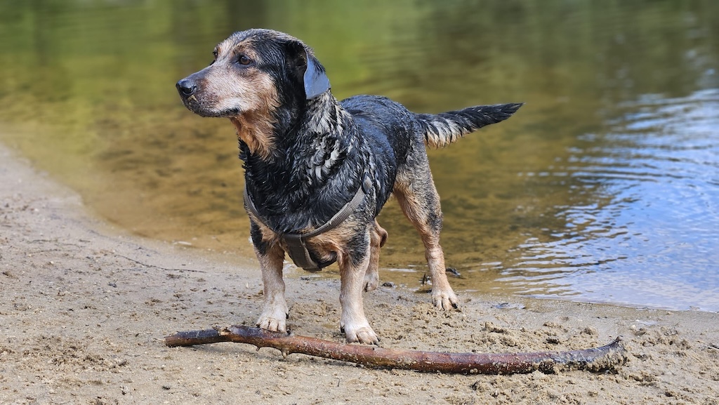 Dierendag: dieren gingen voor vaders