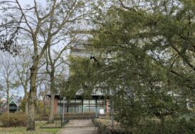 50-wrdfoto-kat-in-de-boom-nov-2025-M.-Kors