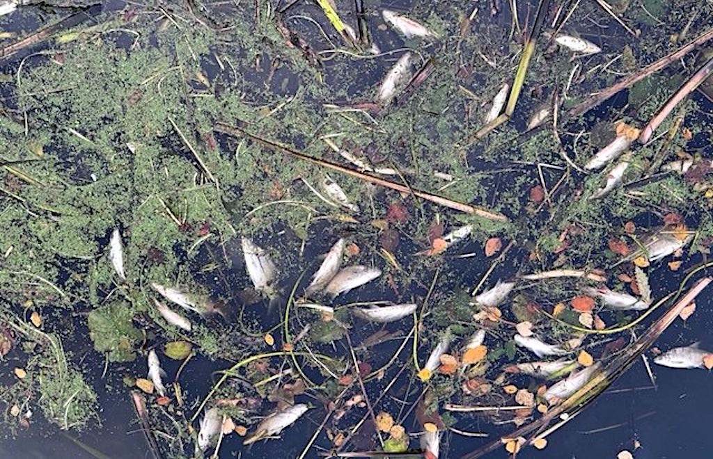 Vissen-regen in Wormer