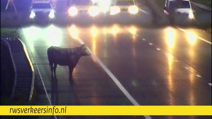 Ontsnapte stier zorgt voor afsluiting A7 (Wijdewormer)