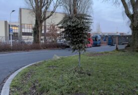 boom-op-kop-wormerveer-jan-2026-marion-kors