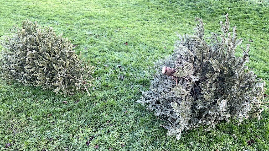 Vanaf morgen: kerstbomen inleveren in Oostzaan