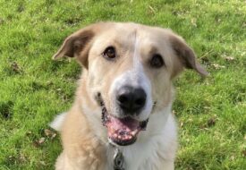 3_-Mieske-dierenasiel