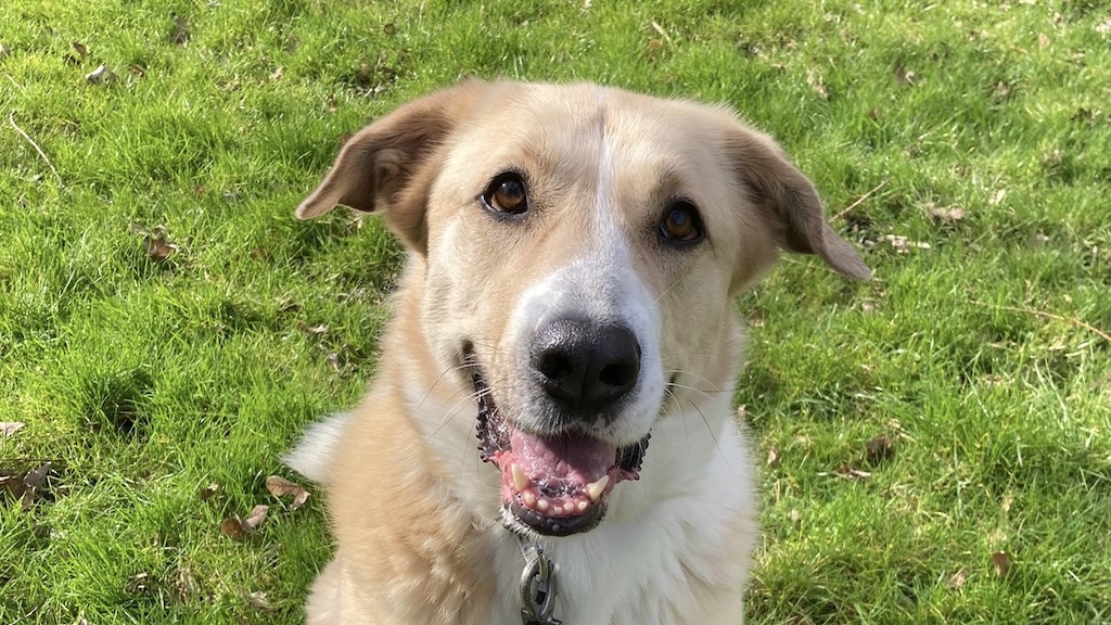 3_-Mieske-dierenasiel