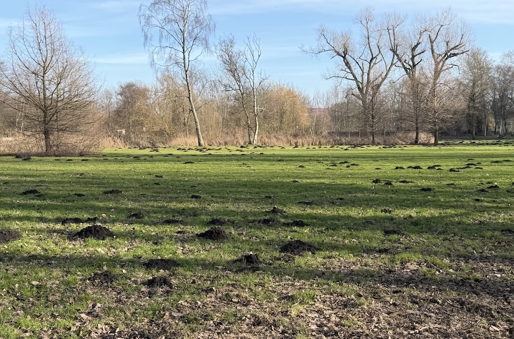 50woordenfoto: Mollenfestival